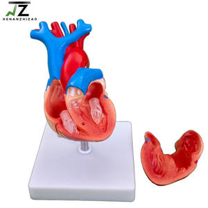 Modelo Anatómico de Corazón Humano de Tamaño Real para la Enseñanza de Ciencias Médicas - Product Image 2