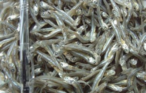 ปลาแอนโชวี่แห้ง _ ปลาแอนโชวี่เวียดนาม ราคาดี - Product Image 5