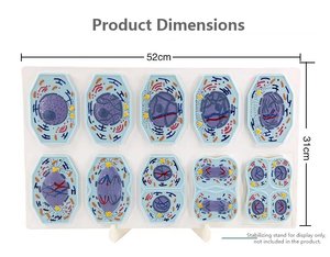 Modelo de Mitosis y <span class=keywords><strong>Meiosis</strong></span> Celular Animal y Vegetal con Certificación CE, Modelo Médico y Anatómico, Modelo de Comparación para el Aprendizaje Escolar - Product Image 2