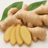 Huile de Galanga Pure et Naturelle Biologique Kaempferia Galanga (Extrait CO2) - Arôme Vanille GL-001 - Huile d'Aromathérapie pour Formulations Topiques et Massage