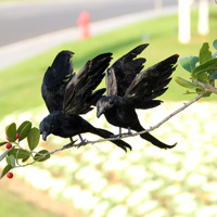Corbeau artificiel en fourrure, style oiseau, pour Halloween, style jardin et forêt, style chinois, pour décoration intérieure, de scène, d'espaces, de centres commerciaux et d'exposition