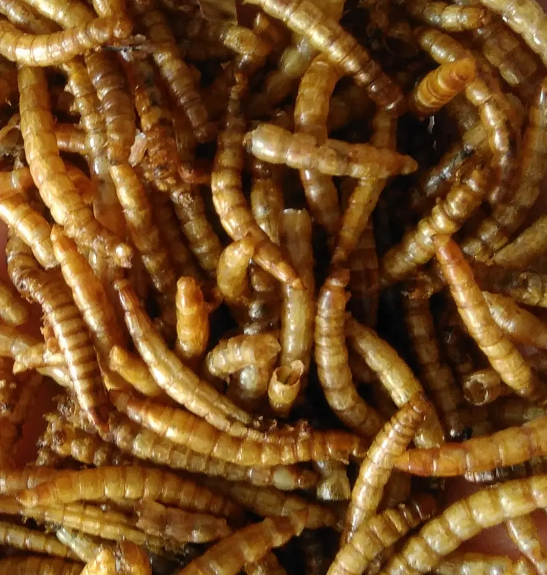Gusanos de harina secos al por mayor hámster grano erizo suministros Oso de seda dorada bocadillo pequeño juego de alimentación gusanos de harina amarillos