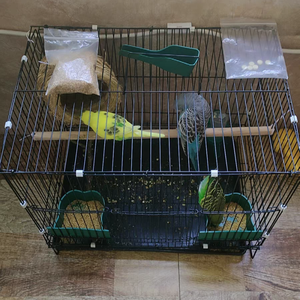 Hafif PP Plastik ve Demir Kuş Kafesi (Muhabbet Kuşları/Sevgili Kuşları için) - Toptan Satış, Dahili Salıncak ve Sızdırmaz Yemlik, 3 Ay Garanti - Product Image 1