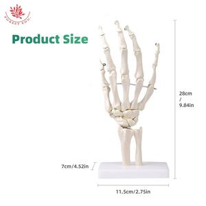 Model sendi manusia kerangka tangan plastik murni putih kualitas terbaik Model palsu tangan realistis - Product Image 4