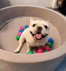 Popular Soft Foam Durable Safely Indoor Pet Puppy Cat Play with <strong>Pit</strong> <strong>Ball</strong> Toy Grey <strong>Ball</strong> <strong>Pit</strong> Foldable <strong>for</strong> <strong>Dogs</strong> Pet Foam <strong>Ball</strong> <strong>Pit</strong> - Product Image 3