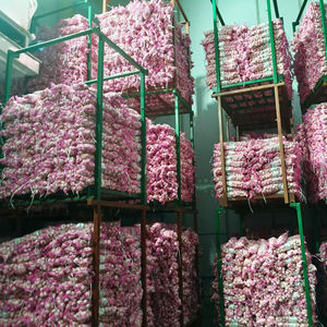 Compre China al por mayor ajo fresco a granel precio de mercado 1kg 10kg 20kg exportador <span class=keywords><strong>en</strong></span> Dubai - Product Image 4