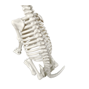 Modelo de Esqueleto Canino para Ciencias Médicas, Enseñanza de Biología Humana y Decoración de Halloween - Product Image 6