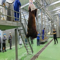 Équipement de levage de vaches de haute qualité pour les machines d'abattoir