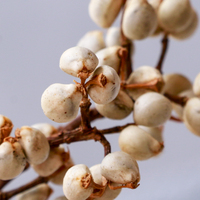Bunga Susu Kecil Laris Manis, Buah Putih Kering Alami dari Pabrik Yunnan, Dekorasi DIY untuk Pernikahan, Festival, Pesta Rumah, dan Karangan Bunga