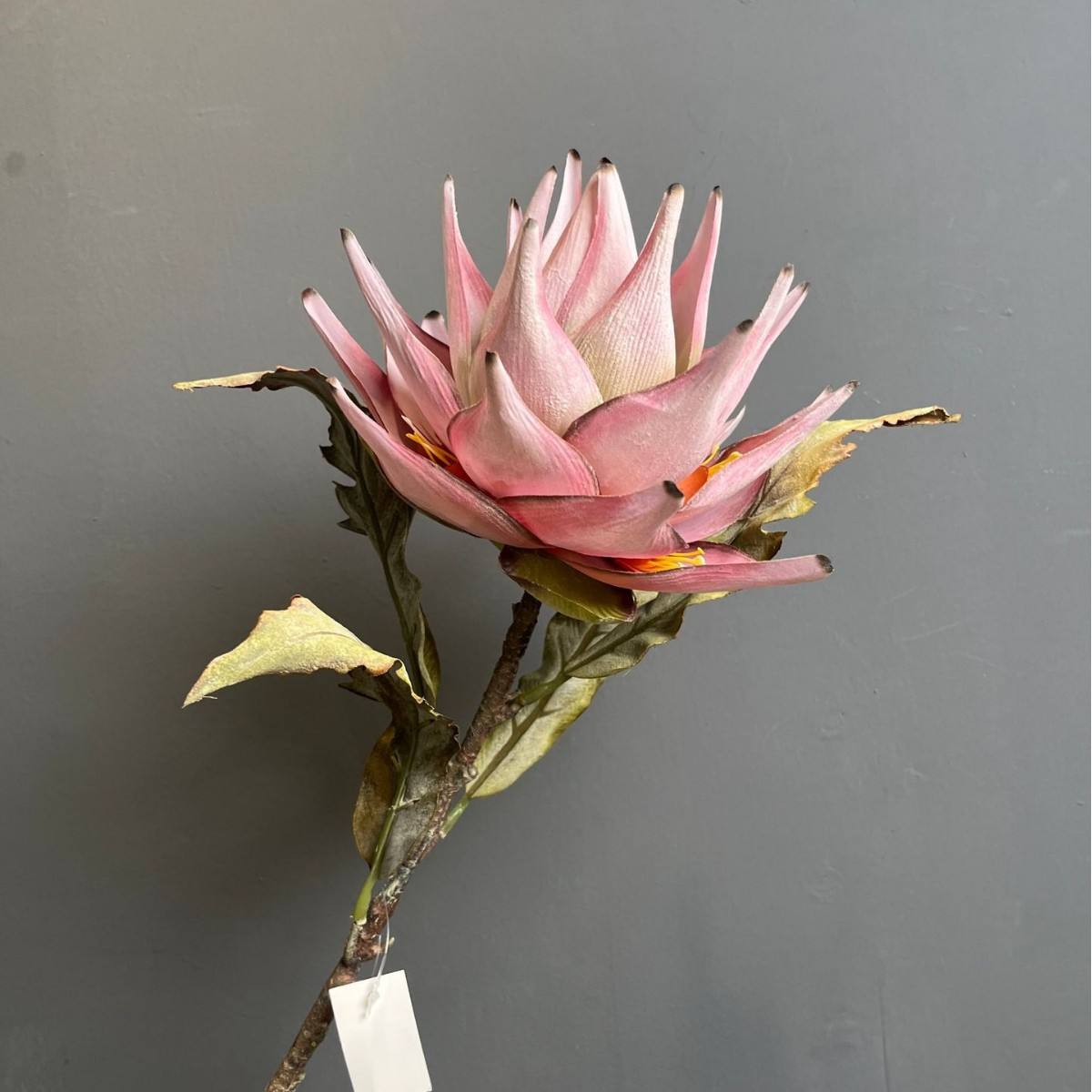 ชมพูม่วง 2