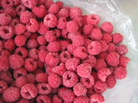 Frambuesas Enteras Congeladas de Alta Calidad, IQF, Cosecha Fresca, Suministro a Granel para Servicios de Alimentación y Comercio Minorista