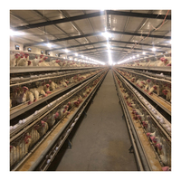 Maison d'élevage de volailles ouverte de type A Système complet de cage de poulet à batterie semi-automatique pour fermes avicoles
