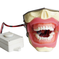 Modèle d'entraînement à l'extraction dentaire de type buzzer pour la pratique de l'anesthésie en enseignement dentaire