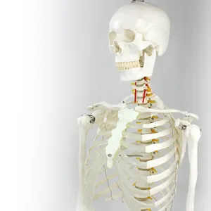 Medical Teaching Models Bone Color Human Teaching Skeleton 170cm Human Skeleton of PVC