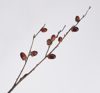 Pulvérisateur d'acorns artificiels verts en plastique de haute qualité de 74 cm pour la décoration d'événements
