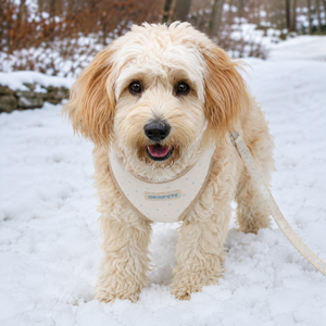 Ensemble de harnais pour chien personnalisé, fabricant de harnais pour animaux de compagnie OEM et marque privée, ensembles assortis de collier et de harnais pour chien, design à pois - Product Image 3