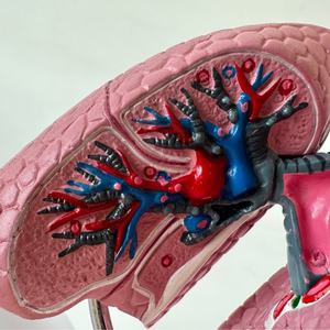 Modelo del Sistema Respiratorio Nasal y de Garganta Humano, Modelo de Anatomía Bronquial - Product Image 5