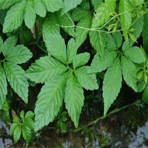 GMP Kosher Tự Nhiên Gynostemma Pentaphylium Chiết Xuất Jiao Gu Lan Chiết Xuất Gypenoside - Product Image 5