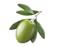 Extrait de feuille d'olivier de haute qualité, soluble dans l'eau, hydroxytyrosol naturel 5% 10%, oléuropéine 20% 40%