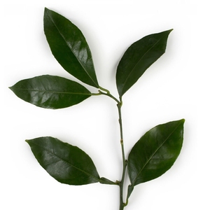 Fabricante y proveedor de aceite esencial de petitgrain 100% natural de grado alimenticio de alta calidad en la India - Product Image 2