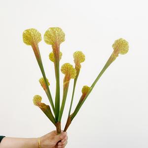 Nouveaux Arrivages Bouteille Artificielle Herbe Pichet <span class=keywords><strong>Plante</strong></span> <span class=keywords><strong>Venus</strong></span> Flytrap <span class=keywords><strong>Fleur</strong></span> Artificielle pour Mariage Noël Halloween Floral - Product Image 1