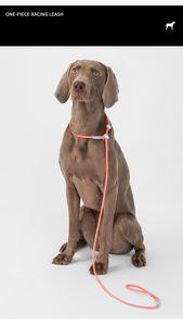 Kingtale Rope <span class=keywords><strong>Dog</strong></span> Leashes Pet Slip Leads para perros Soft Trenzado No-Pull Correa suave - Product Image 5