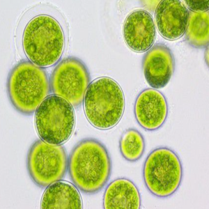 ตัวทำละลายน้ำมันสาหร่าย <span class=keywords><strong>Schizochytrium</strong></span> เกรดอาหารมาตรฐาน GMP บรรจุในภาชนะพลาสติก - Product Image 4