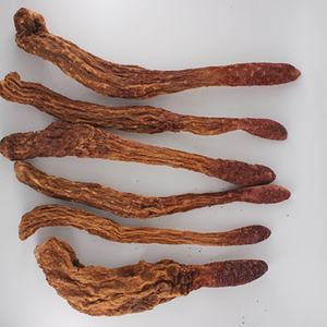 Fabriek Directe Verkoop Suo Yang Mannen Natuurlijke Premium Droge Hele Cynomorium Songaricum Schimmel Kruid - Product Image 6