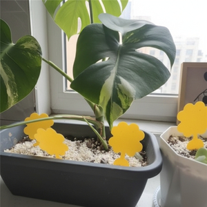 Trampas Adhesivas Amarillas para Moscas de la Fruta, Eliminador de Mosquitos del Hongo para Plantas de Interior y Control de Plagas en Jardines Exteriores - Product Image 5