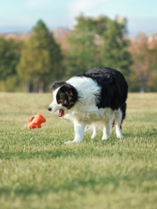 Jouet en peluche en latex pour <span class=keywords><strong>chien</strong></span>, cochon bouclé, activé par la pression, couineur, résistant aux morsures, jouet à mâcher pour le nettoyage des dents, usage quotidien - Product Image 1