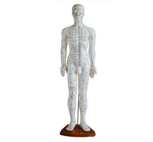Modèle d'acupuncture éducatif pour l'enseignement du massage corporel humain (homme/femme) avec méridiens et points d'acupuncture, 26CM 46CM 48CM 50CM 60CM 70CM - Product Image 4