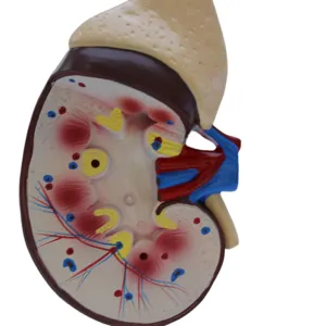 ホット製品生物医学教育機器人間の組織モデル、腎臓の解剖学モデル