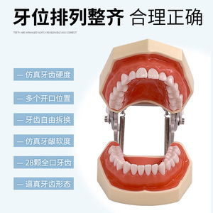 Modèle dentaire, moule dentaire, pratique et examen dentaire, joint en résine, amovible, préparation standard de dents prothétiques - Product Image 5