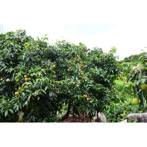 ลิ้นจี่หวานสีเขียวผลไม้สดขนาดใหญ่ที่<span class=keywords><strong>ม</strong></span>ีหลุ<span class=keywords><strong>ม</strong></span>ขนาดเล็กพันธุ์ที่หายาก - Product Image 5