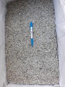 Anchois séchés pour bébé, Anchois séchés moyens, Qualité supérieure - Seafood(at)linda(dot)com -W/S: 0084 9989 322 607 - Product Image 5