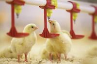 Nuevo Sistema de Línea de Alimentación y Bebederos de Tetina para Aves de Corral en Granjas de Engorde con PP/Acero Inoxidable y Caudal de 80-120 ml/min