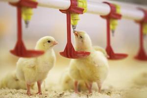 Broiler Farm Simple Feeding and Drinking Line System for Animal <b>Drinkers</b> - Product Image 6