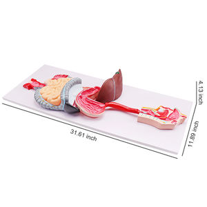 Gelsonlab HSBM-276 de alta calidad, sistema digestivo humano, modelo de la anatomía del sistema digestivo modelo - Product Image 2