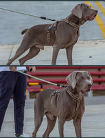 Harnais pour chien Truelove, offres exceptionnelles, résistant, anti-traction, en forme de H, réglable, entraînement, nylon de haute qualité, réfléchissant