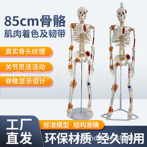 Modelo de Esqueleto Humano Completo de 85 cm con Estructura Musculoesquelética y Ligamentos, Columna Vertebral Desmontable, Cráneo Blanco para Yoga - Product Image 1