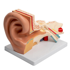 Modello Anatomico dell'Orecchio Umano, Ingrandimento 5 Volte, Modello Dimostrativo Medico Smontabile con Orecchio Interno - Product Image 1