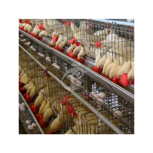 China A Type Laying Coop High-Quality Poultry Brooder Layer House Suppliers Harmless Material Layer Chicken Cage