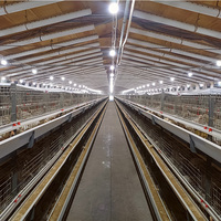 Nouvelle cage à poules de type H pour élevage en batterie, poules pondeuses, haute productivité