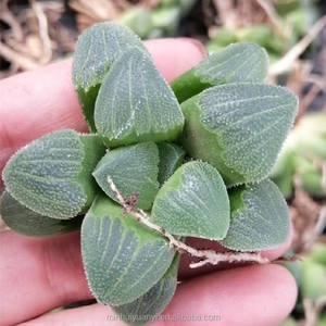 Commercio all'ingrosso di <span class=keywords><strong>piante</strong></span> succulente da interno <span class=keywords><strong>piante</strong></span> ornamentali <span class=keywords><strong>Haworthia</strong></span> - Product Image 5