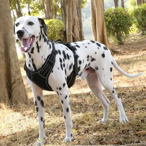 Harnais pour chien de grande race, sangle de poitrine réglable pour labrador et golden retriever - Product Image 1