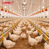 Système d'alimentation automatique haute performance pour volailles – Équipement d'élevage de poulets de chair pour l'aménagement de fermes avicoles