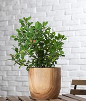 Pot de jardinière en bois pour plantes et fleurs d'intérieur, Pot de fleurs décoratif au Design moderne du milieu du siècle