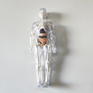 Mini Modelo de Torso para Enseñanza, <span class=keywords><strong>Cuerpo</strong></span> <span class=keywords><strong>Humano</strong></span> Anatómico de 32 cm, Juguete Educativo Musculoesquelético para Niños, Modelo 3D Biomédico <span class=keywords><strong>Desmontable</strong></span> - Product Image 2