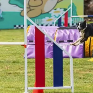 Aluminum <strong>Dog</strong> Agility <strong>Jump</strong> Training Hurdle Pet Jumping Obstacle Equipment <strong>Dog</strong> <strong>Jump</strong> - Product Image 4