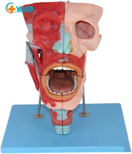 Modelo de enseñanza de anatomía médica Modelos anatómicos de los músculos de la cabeza Nariz Boca y laringe <span class=keywords><strong>para</strong></span> el estudio de la Escuela de Medicina - Product Image 1